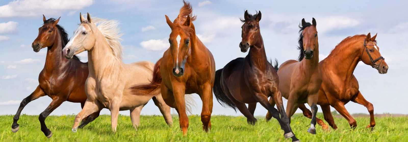 Articles cadeaux équestres Articles cadeaux équestres